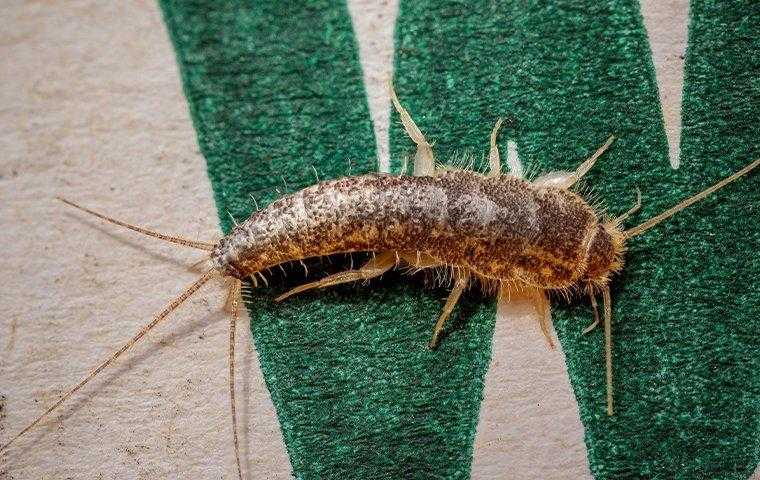 Silverfish
